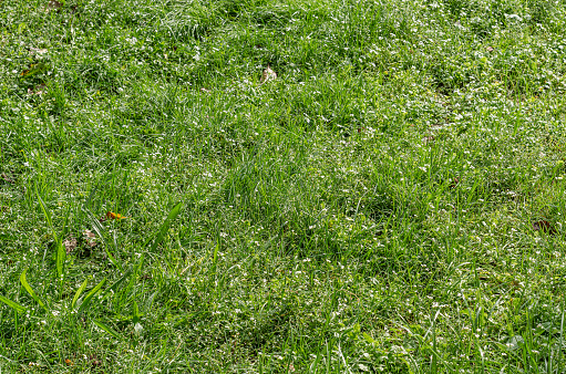 Beautiful green grass, natural background