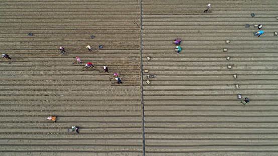 Farmers grow ginger in fields, aerial photo, China