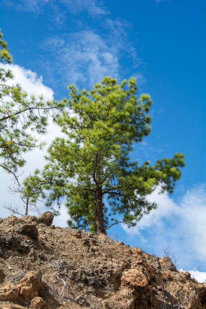 istock Pine trees on a mountain on Gran Ganaria island 1982566983
