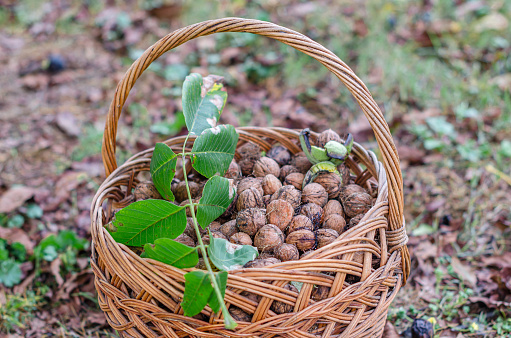 Freshly picked walnuts in a basket