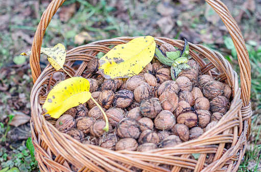 Chestnuts and autumn leaves in a basket - standing in the meadow