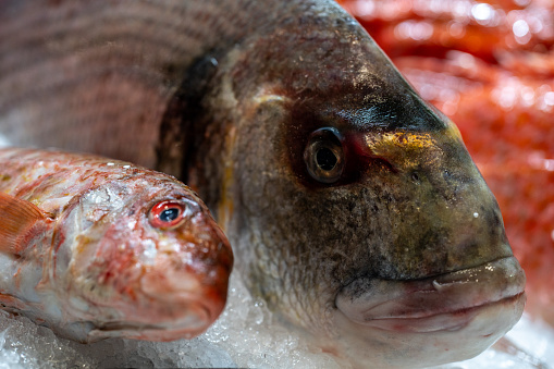 fresh fish head next to other fish