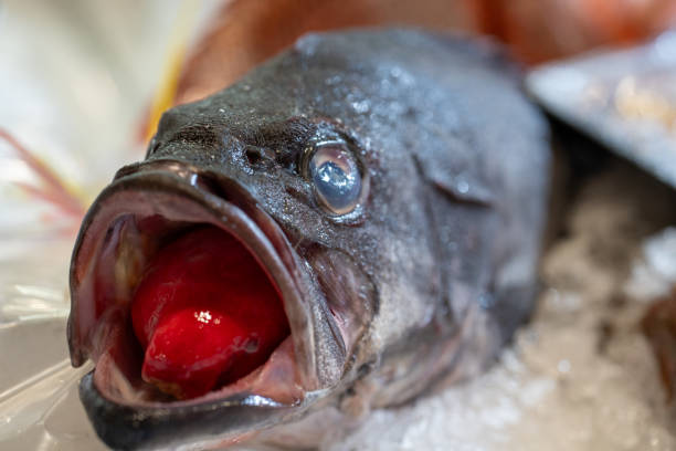 the head of a large fish with its mouth open