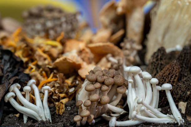 istock sample of different types of edible mushrooms 1982592390