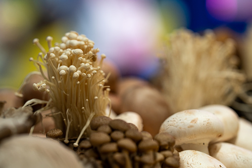 detail of different types of edible mushrooms