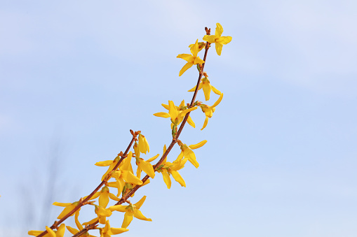 Blooming Forsythia flowers in the background of blue sky