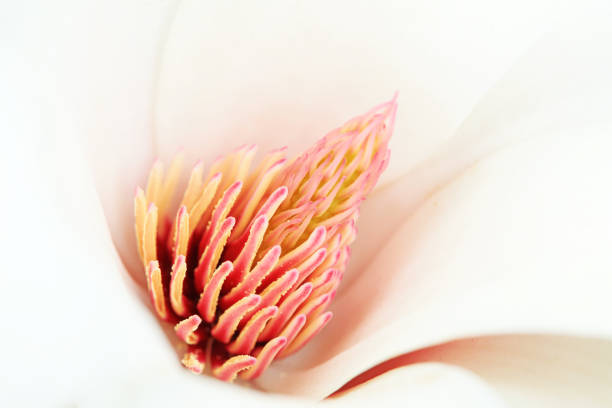 Magnolia in full bloom, North China