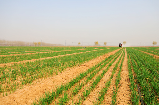 farmers drive tractors to fertilize wheat in plains.