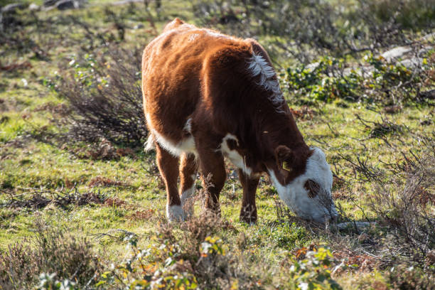 Brown and white cow grazing in a field