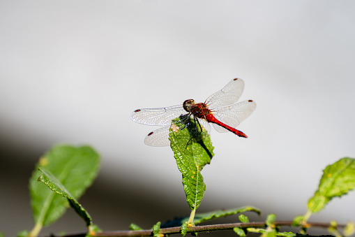 Red dragonfly landing on a green leaf