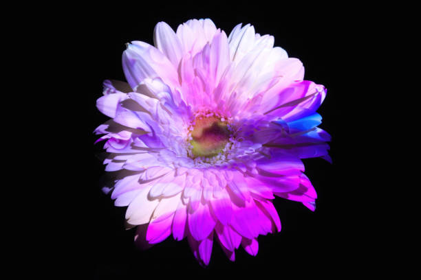 istock Abstract color lights on a gerbera daisy 1982619612
