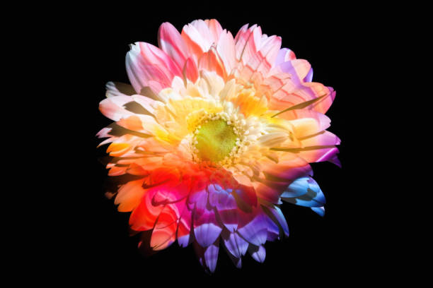 istock Abstract color lights on a gerbera daisy 1982619622