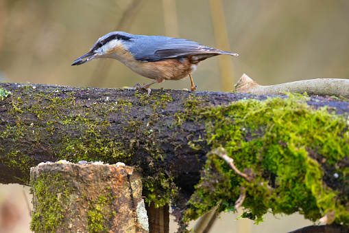 Nuthatch (Sitta europaea) eating a seed whilst - unusually - the right way up.