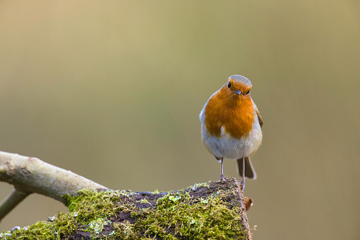 Robin in winter,Eifel,Germany.