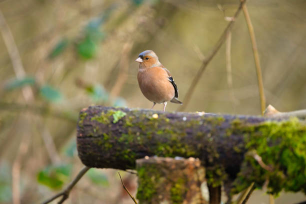 Chaffinch (Fringilla coelebs) perching on the end of a log in Winter