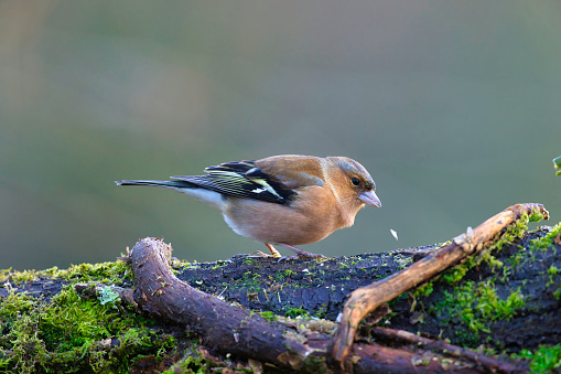 Chaffinch (Fringilla coelebs) perching on a moss-covered branch in Winter