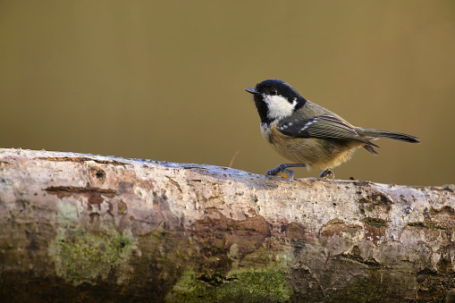 Coal Tit (Periparus ater) in profile on a branch in Winter.