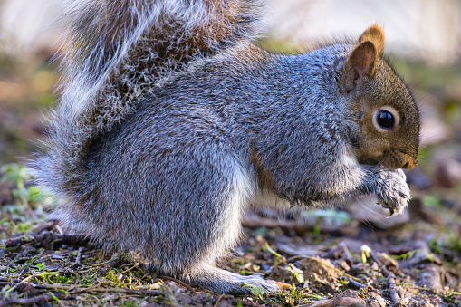 Grey squirrel (Sciurus carolinensis) eating nuts on a woodland floor.