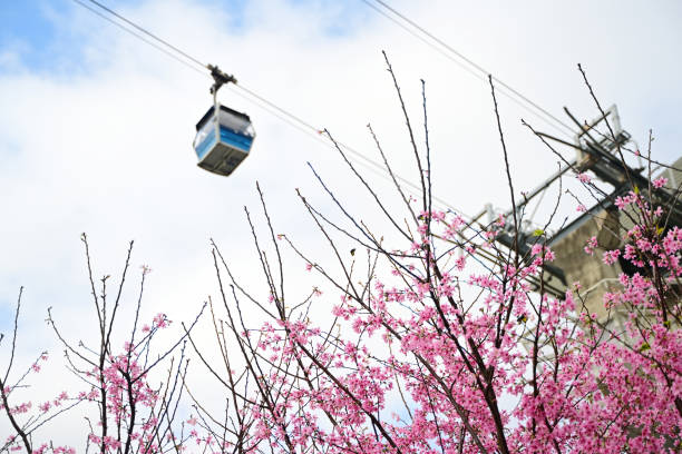 Cherry blossoms and Ngong Ping cable car, cloudy sky