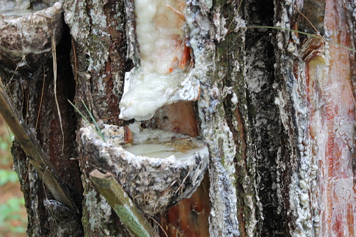 Traditional Pine Resin Taping At Forest