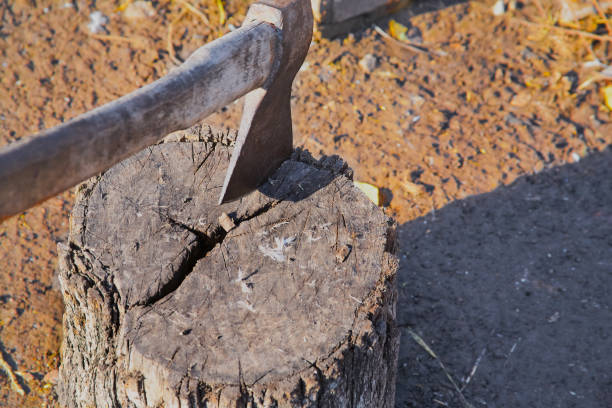 istock Large axe stuck in a wooden log, poultry slaughter in agriculture, axe work 1982623024