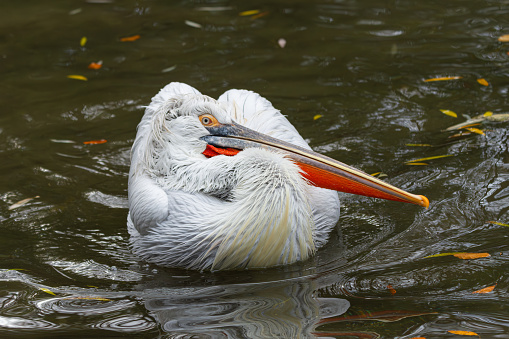 Pellicano in acqua