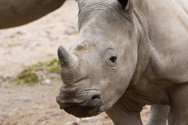 neushoorn