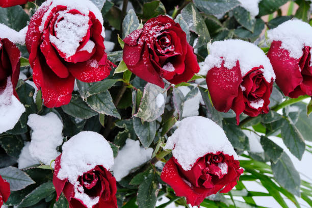 Red rosebuds are covered with snow in winter