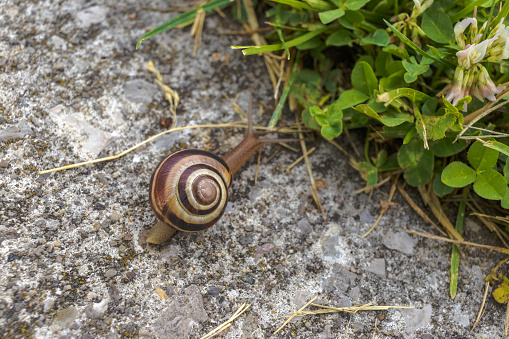 close up shot of two snails hugging each other