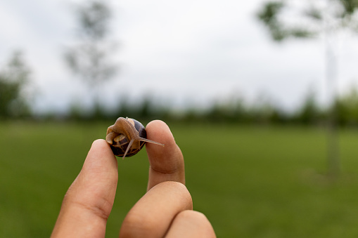 Close-up of human hand holding small snail - amidst green field and cloudy sky. Taken in Toronto, Canada.