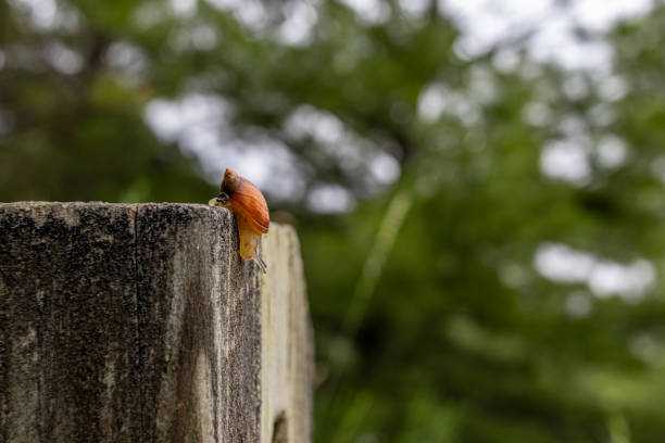 Small orange snail with a glossy shell - perched on the edge of a textured, grey stone pillar - blurred green backdrop. Taken in Toronto, Canada.