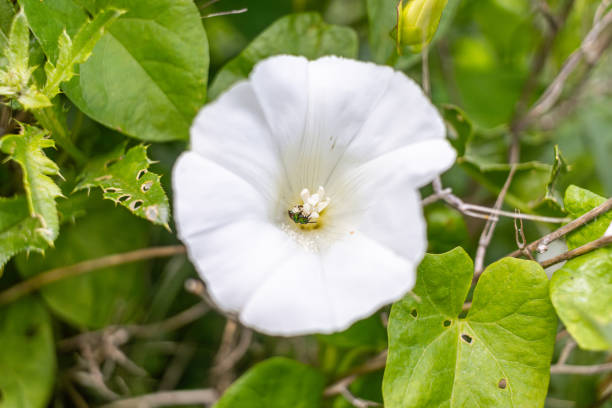 Pristine white flower with a delicate bloom - hosts a small bee - lush green foliage. Taken in Toronto, Canada.