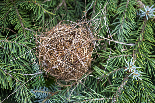 Woven birds nest - twigs, sticks, within dense, green needles of conifer tree. Taken in Toronto, Canada.