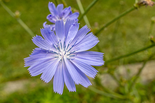 Vibrant purple chicory flower against soft green backdrop  - white stamens. Taken in Toronto, Canada.