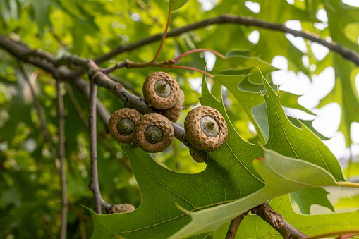 Close-up of acorns nestled on a branch - surrounded by vibrant green oak leaves - natural light. Taken in Toronto, Canada.
