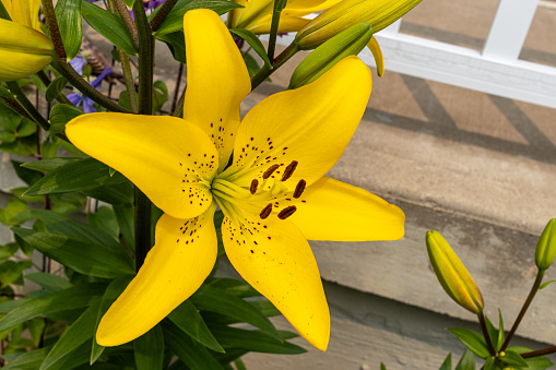 Vibrant yellow lily - speckled with tiny brown spots - blooms amidst green foliage - concrete steps and white railing background. Taken in Toronto, Canada.