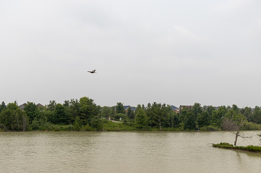 A bird in flight - over a serene lake - surrounded by lush greenery - with residential houses in the background under a cloudy sky. Taken in Toronto, Canada.