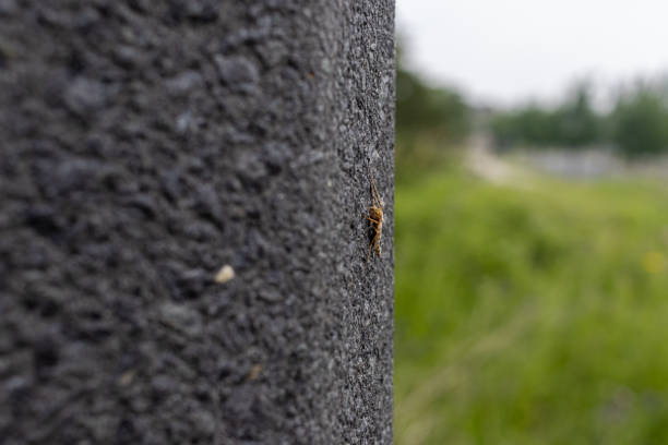 Closeup of Crickets on Barn Siding