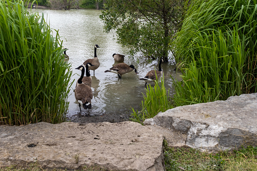 A serene lakeside scene - a group of Canada geese entering shallow waters - surrounded by lush greenery and rocks. Taken in Toronto, Canada.