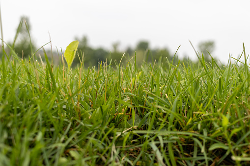 Close-up of vibrant green grass blades - low angle. Taken in Toronto, Canada.