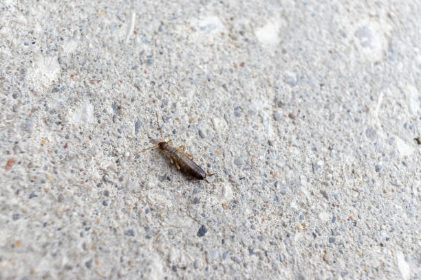 istock A small brown insect rests on a textured concrete surface 1982629454