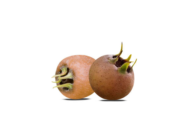 medlar fruits or Mespilus germanica medlar fruits or Mespilus germanica is used in traditional medicine for their diuretic and astringent effects germanica mespilus mespilus germanica mispel stock pictures, royalty-free photos & images