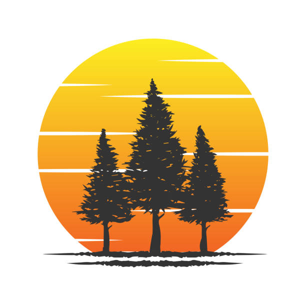 illustrations, cliparts, dessins animés et icônes de coucher de soleil lever du soleil pin épinette cèdre à feuilles persistantes conifère conifère mélèze cyprès pruche forêt illustration design vecteur - tree cypress tree vector silhouette