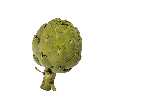 Artichoke on white background with copy space