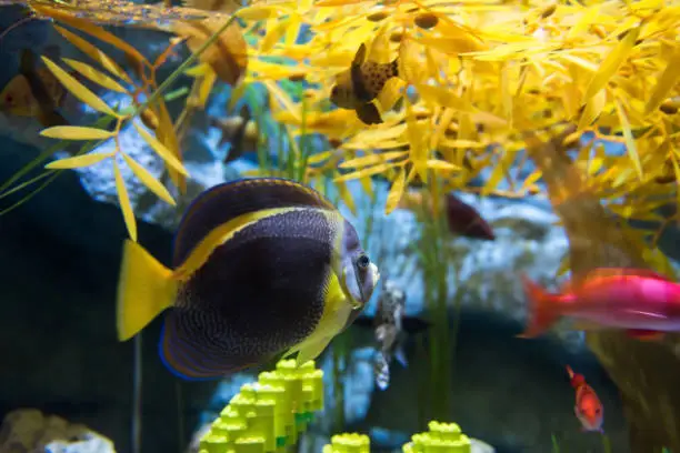 Colorful fish swim at Underwater Submarine aquarium in Nagoya, Japan Legoland. Famous theme park landmark for children or kids.