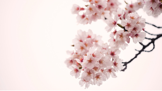 Pink cherry blossom or sakura flora blooming tree isolated on white background with copy space for text. Spring Japanese flower concept.