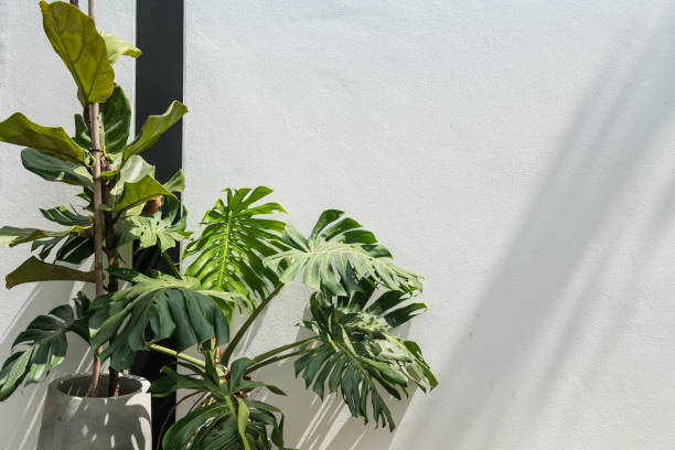 istock Green monstera or variegated tree by white wall. Home decoration 1982641767