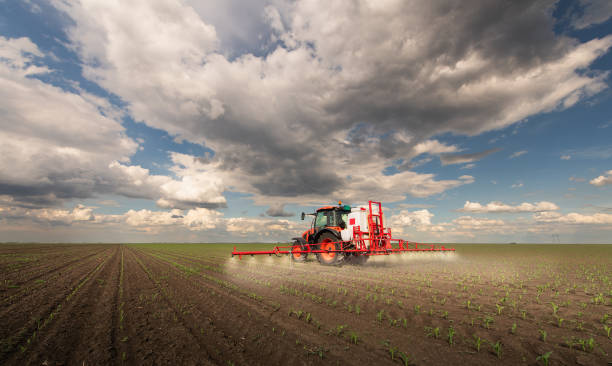 istock Tractor spraying corn field in sunset 1982661808