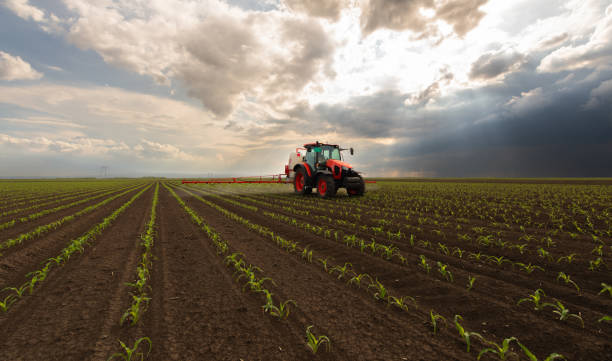 istock Tractor spraying corn field in sunset 1982661831