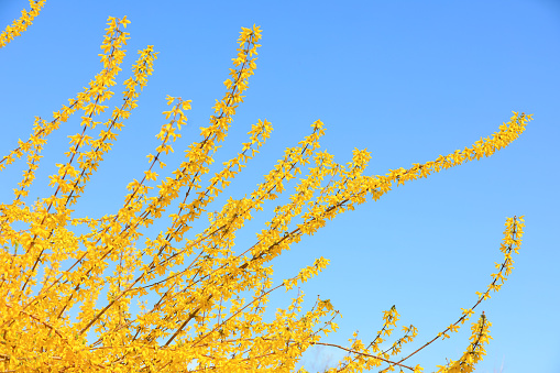 Forsythia flowers in botanical garden, North China